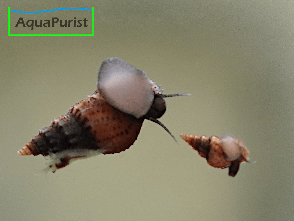 Genoppte Turmdeckelschnecke - Nöppie (Tarebia granifera)