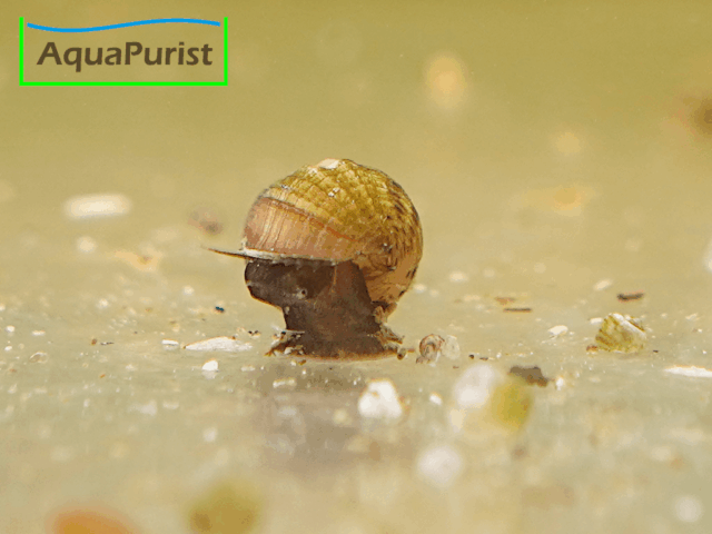 Genoppte Turmdeckelschnecke - Nöppie (Tarebia granifera)