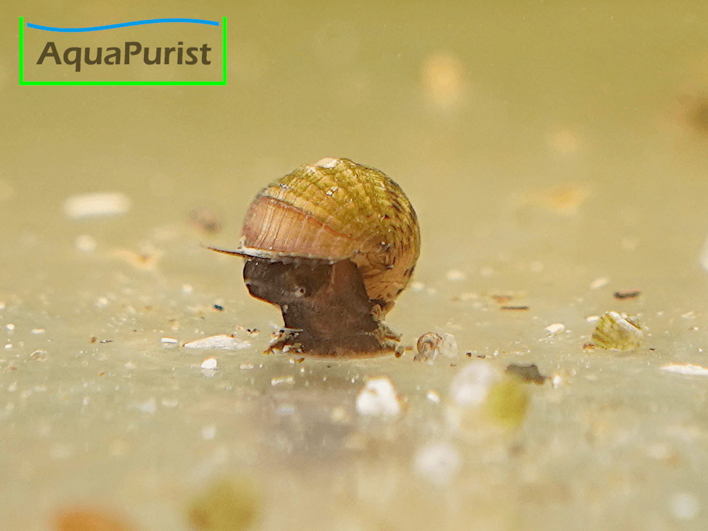 Genoppte Turmdeckelschnecke - Nöppie (Tarebia granifera)