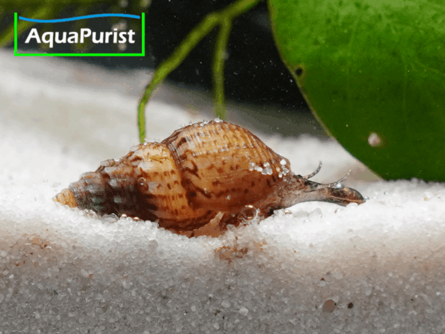 Genoppte Turmdeckelschnecke - Nöppie (Tarebia granifera)