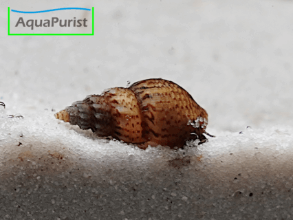 Genoppte Turmdeckelschnecke - Nöppie (Tarebia granifera)