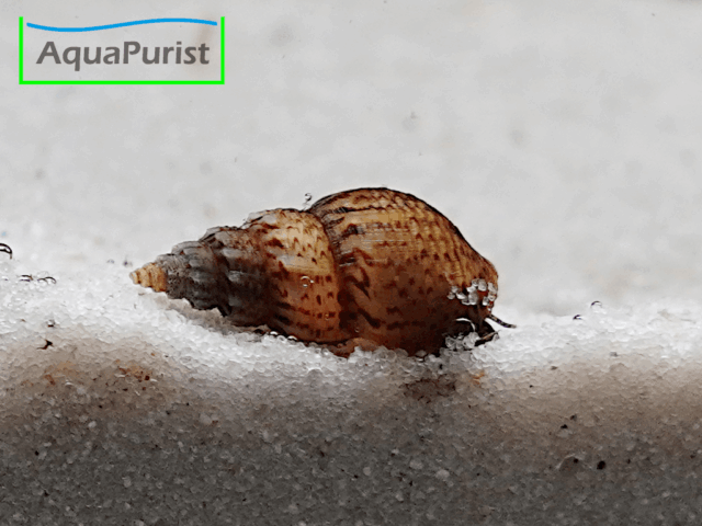 Genoppte Turmdeckelschnecke - Nöppie (Tarebia granifera)