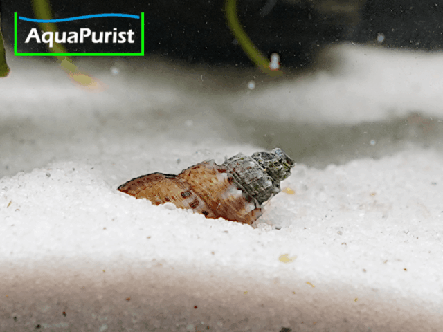 Genoppte Turmdeckelschnecke - Nöppie (Tarebia granifera)