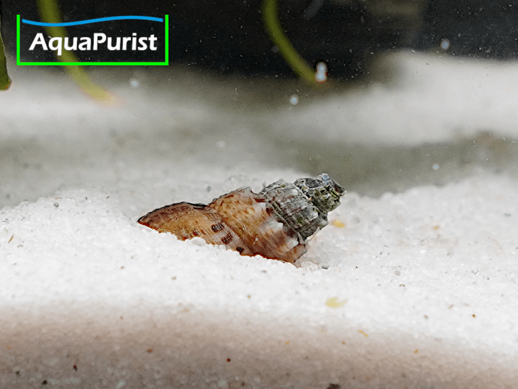 Genoppte Turmdeckelschnecke - Nöppie (Tarebia granifera)