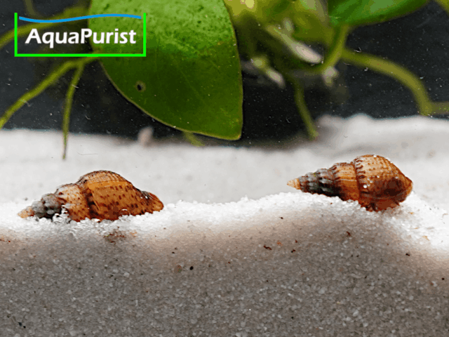 Genoppte Turmdeckelschnecke - Nöppie (Tarebia granifera)