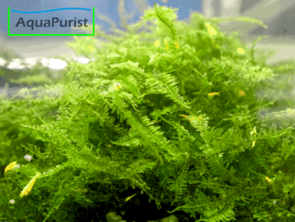 Mini Christmas Moos Krabi (Vesicularia sp.) MCM