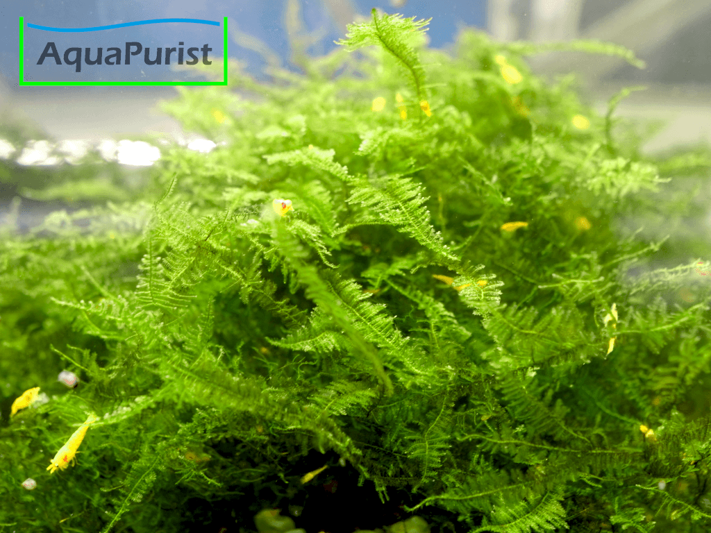 Mini Christmas Moos Krabi (Vesicularia sp.) MCM