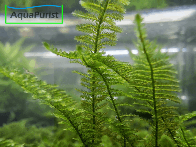 Mini Christmas Moos Krabi (Vesicularia sp.) MCM