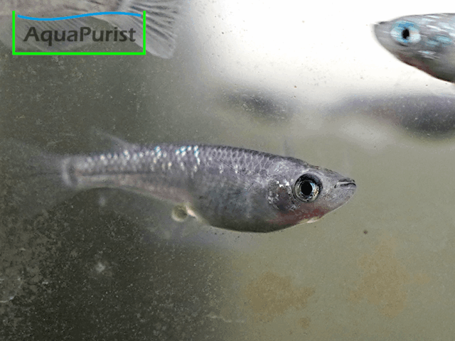 Mix Medaka (Oryzias latipes)
