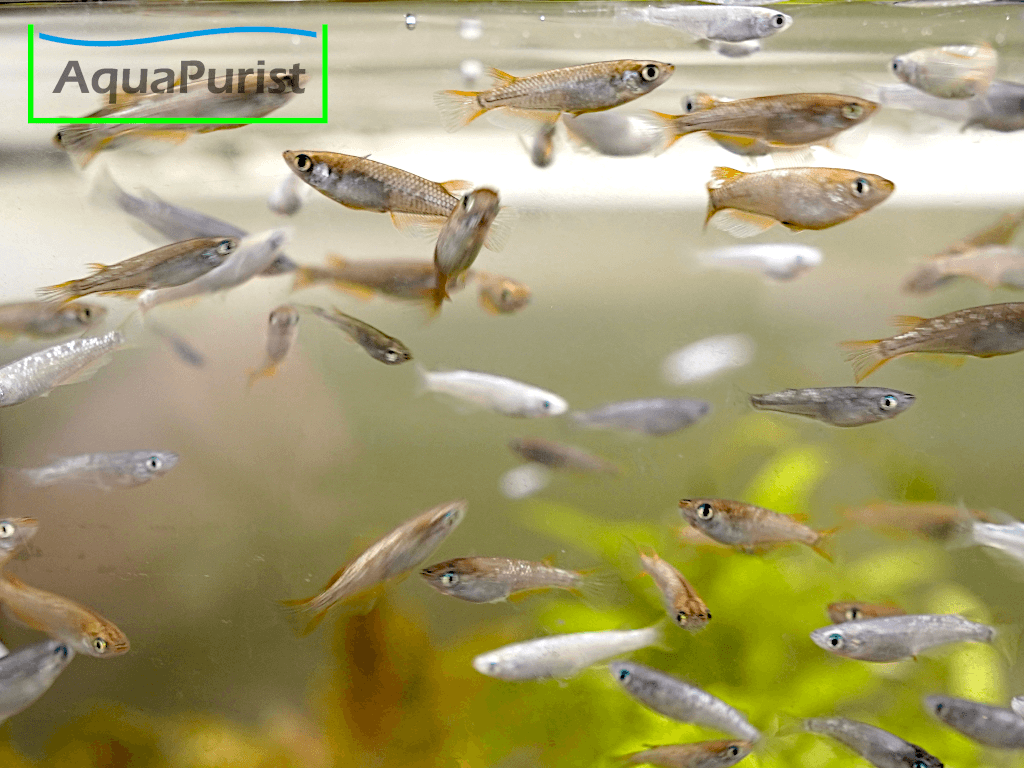 Mix Medaka (Oryzias latipes)