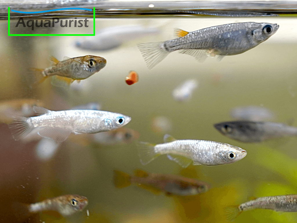 Mix Medaka (Oryzias latipes)