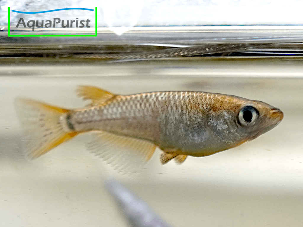Mix Medaka (Oryzias latipes)