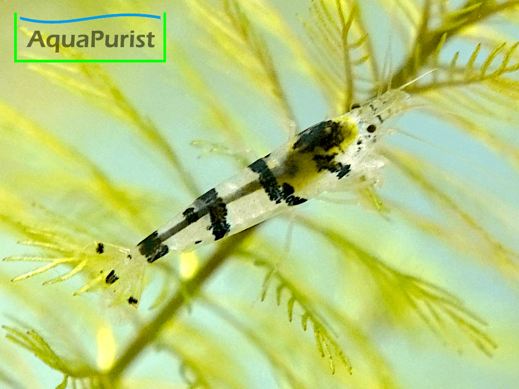Racoon Tiger Garnele (Caridina sp. Racoon Tiger) Racoon Tiger Garnele (Caridina sp. Racoon Tiger)