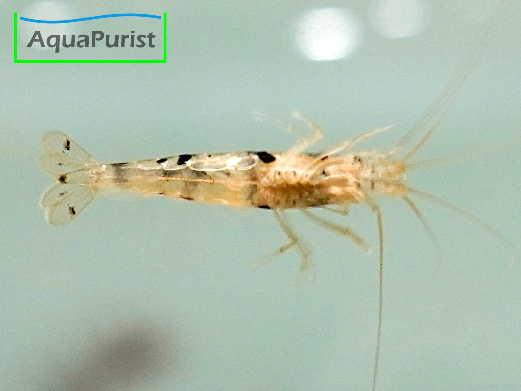 Racoon Tiger Garnele (Caridina sp. Racoon Tiger) Racoon Tiger Garnele (Caridina sp. Racoon Tiger)