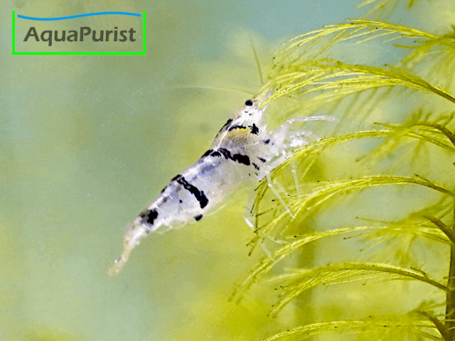 Racoon Tiger Garnele (Caridina sp. Racoon Tiger) Racoon Tiger Garnele (Caridina sp. Racoon Tiger)