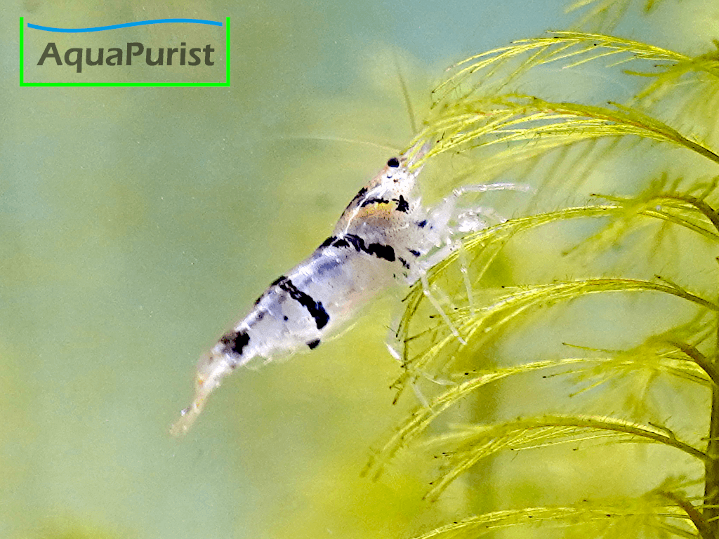 Racoon Tiger Garnele (Caridina sp. Racoon Tiger) Racoon Tiger Garnele (Caridina sp. Racoon Tiger)
