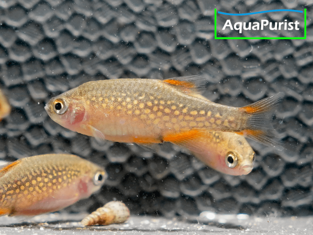 Perlhuhnbärbling (Danio margaritatus) VARIABLER Stamm Perlhuhnbärbling (Danio margaritatus) VARIABLER Stamm