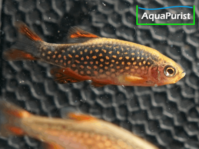 Perlhuhnbärbling (Danio margaritatus) VARIABLER Stamm Perlhuhnbärbling (Danio margaritatus) VARIABLER Stamm