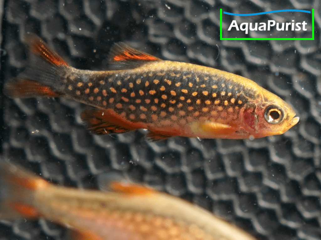 Perlhuhnbärbling (Danio margaritatus) VARIABLER Stamm Perlhuhnbärbling (Danio margaritatus) VARIABLER Stamm