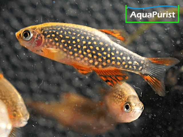 Perlhuhnbärbling (Danio margaritatus) VARIABLER Stamm Perlhuhnbärbling (Danio margaritatus) VARIABLER Stamm