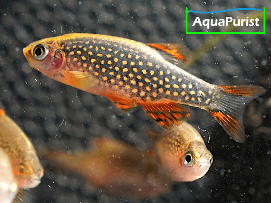 Perlhuhnbärbling (Danio margaritatus) VARIABLER Stamm Perlhuhnbärbling (Danio margaritatus) VARIABLER Stamm
