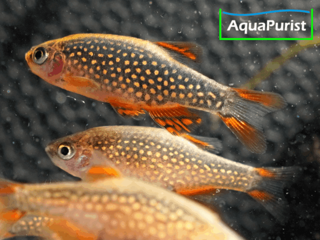 Perlhuhnbärbling (Danio margaritatus) VARIABLER Stamm Perlhuhnbärbling (Danio margaritatus) VARIABLER Stamm
