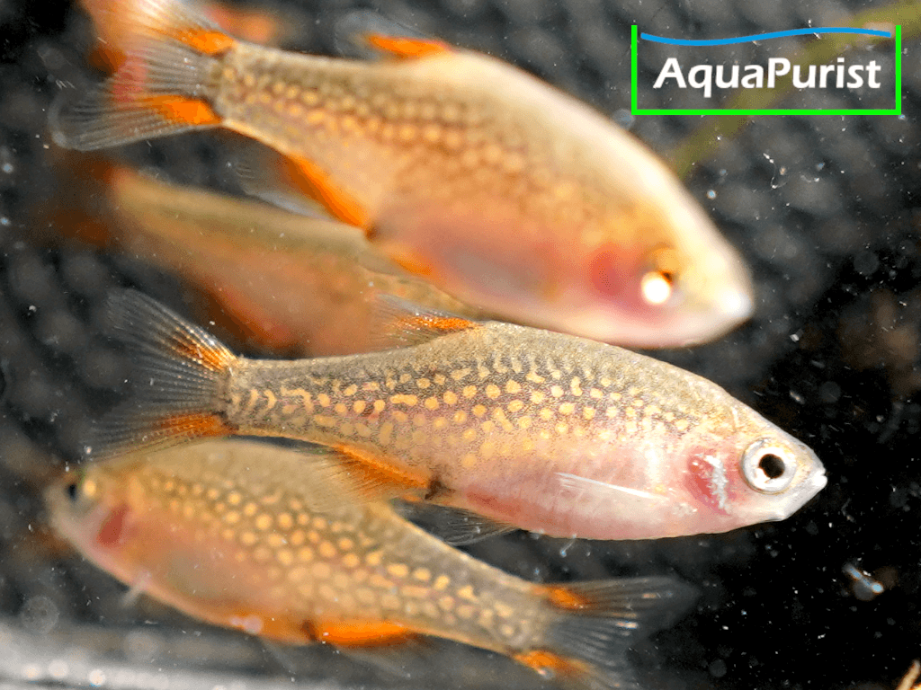 Perlhuhnbärbling (Danio margaritatus) VARIABLER Stamm Perlhuhnbärbling (Danio margaritatus) VARIABLER Stamm