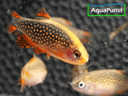 Perlhuhnbärbling (Danio margaritatus) VARIABLER Stamm