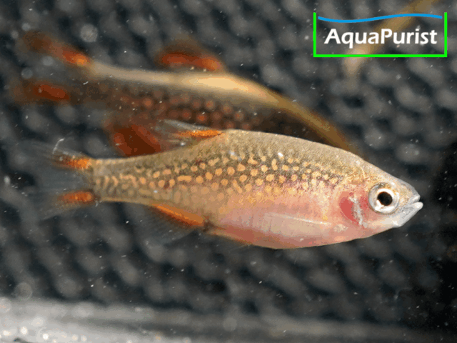 Perlhuhnbärbling (Danio margaritatus) VARIABLER Stamm Perlhuhnbärbling (Danio margaritatus) VARIABLER Stamm