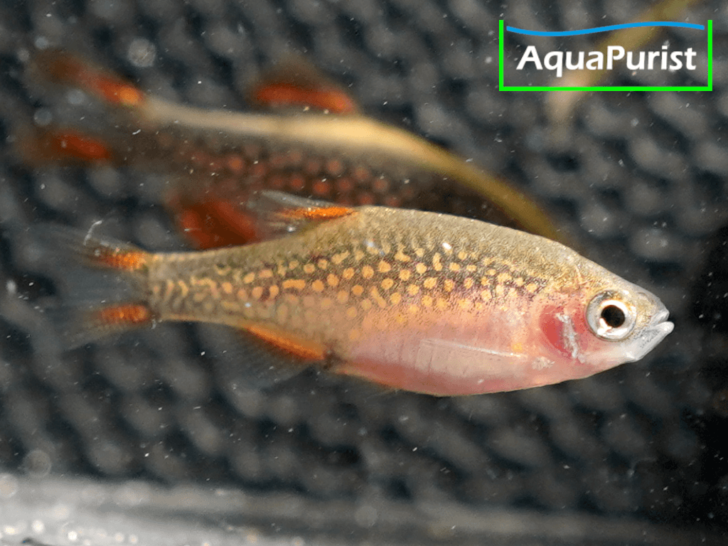 Perlhuhnbärbling (Danio margaritatus) VARIABLER Stamm Perlhuhnbärbling (Danio margaritatus) VARIABLER Stamm