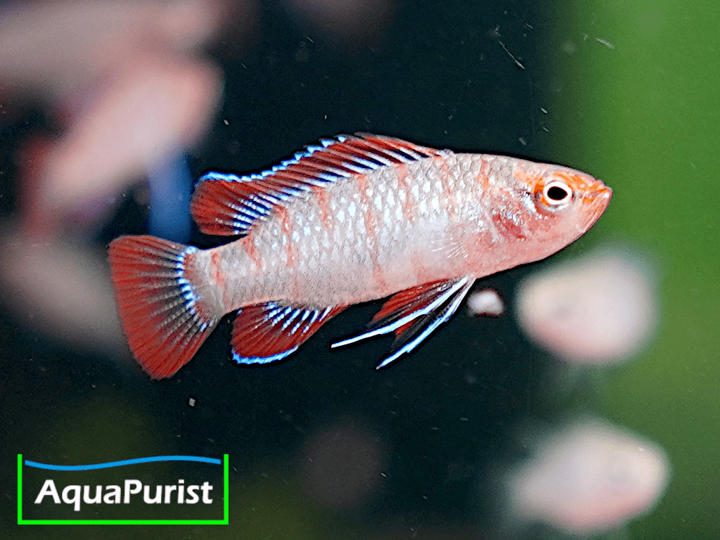 Scharlachroter Zwergblaubarsch (Dario dario) Red Scarlet