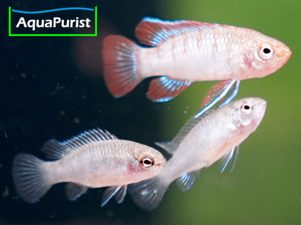 Scharlachroter Zwergblaubarsch (Dario dario) Red Scarlet