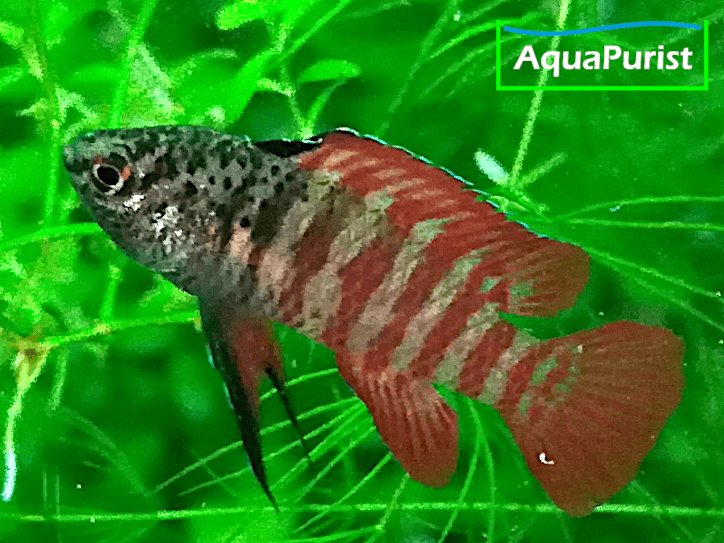 Dario tigris Black Tiger Zwergblaubarsch