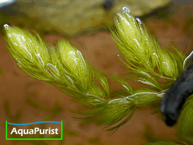 Foxtail-Hornkraut (Ceratophyllum demersum 'Foxtail')