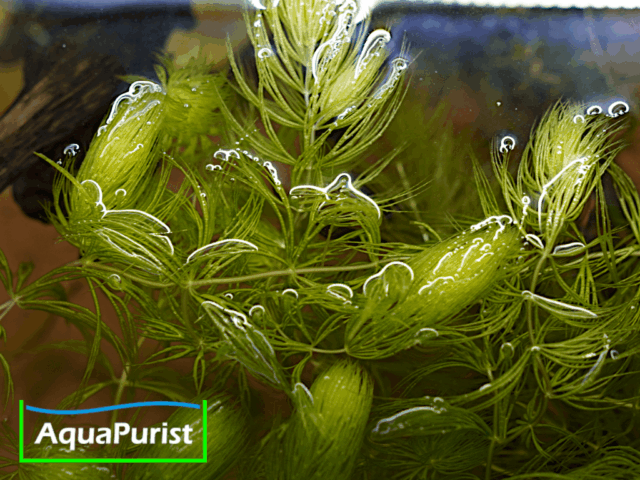 Foxtail-Hornkraut (Ceratophyllum demersum 'Foxtail')