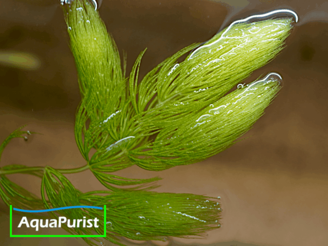 Foxtail-Hornkraut (Ceratophyllum demersum 'Foxtail')