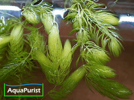 Foxtail-Hornkraut (Ceratophyllum demersum 'Foxtail')