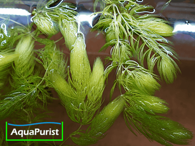 Foxtail-Hornkraut (Ceratophyllum demersum 'Foxtail')
