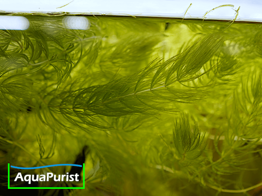 Foxtail-Hornkraut (Ceratophyllum demersum 'Foxtail')