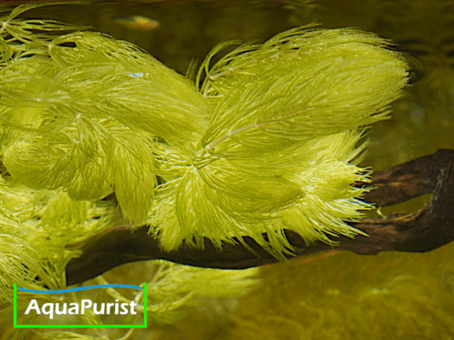 Foxtail-Hornkraut (Ceratophyllum demersum 'Foxtail')