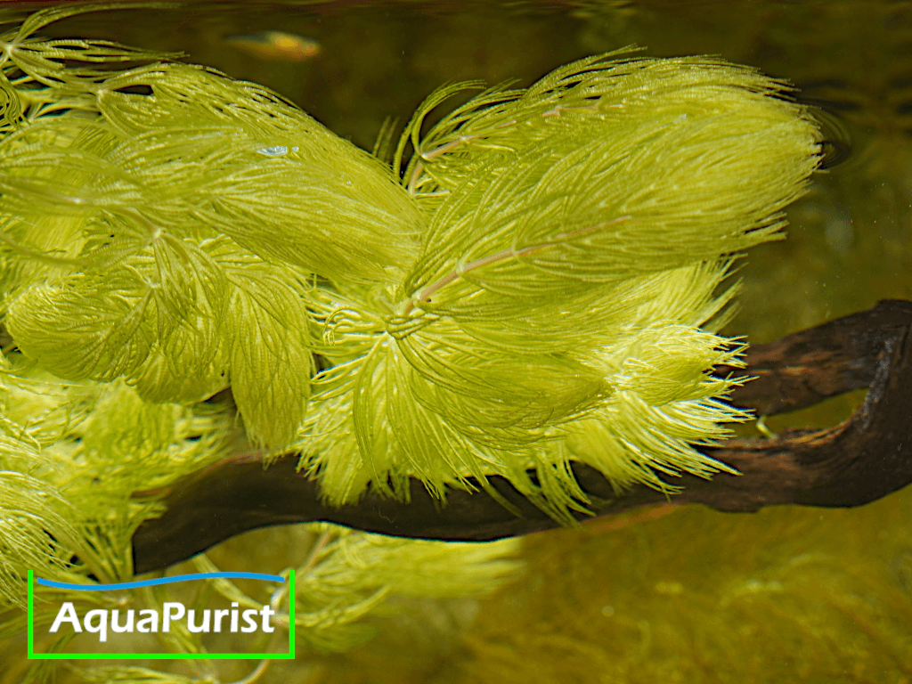 Foxtail-Hornkraut (Ceratophyllum demersum 'Foxtail')