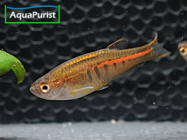 Glühlicht-Bärbling (Danio choprae)