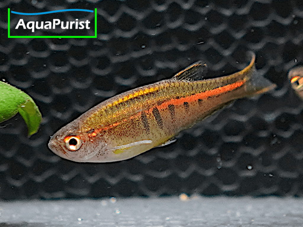 Glühlicht-Bärbling (Danio choprae)